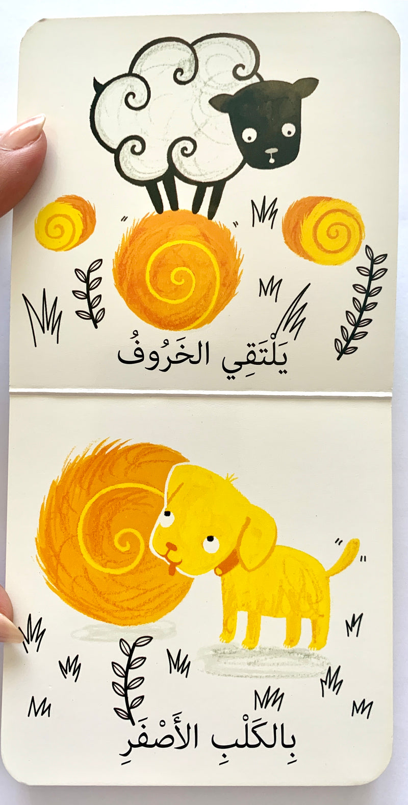 The Young Sheep/ الحمل الصغير